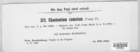 Chaetomium elatum image